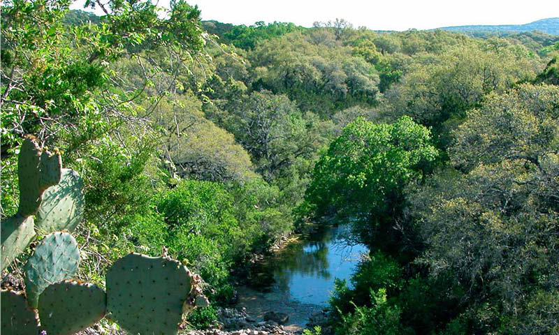 Image of a lush landscape featuring a small stream meandering through dense green woods, with prominent cactus plants in the foreground.