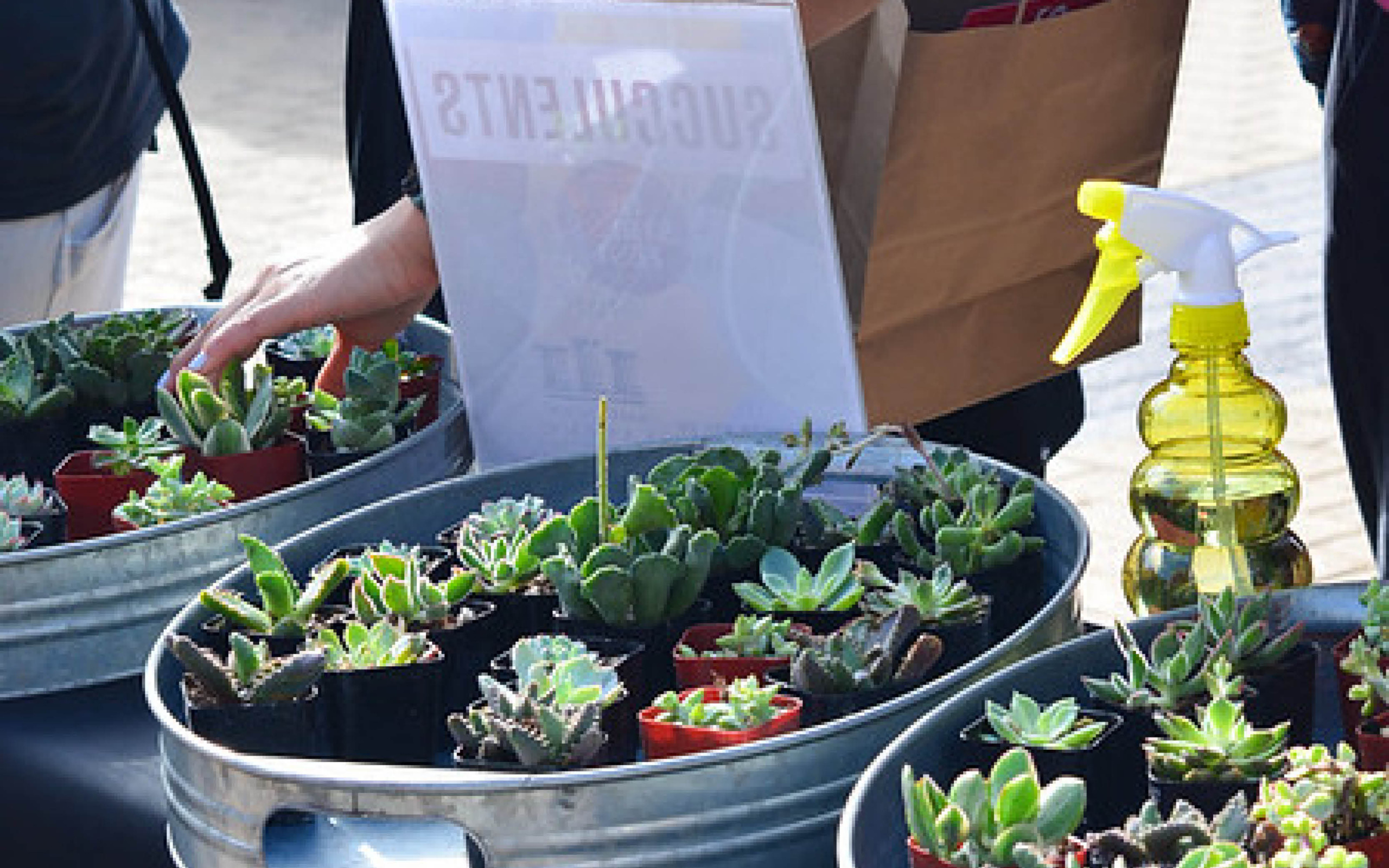 A person browsing through an outdoor succulent sale at a stall with a visible "SUCCULENTS" sign, next to various potted plants and a spray bottle.